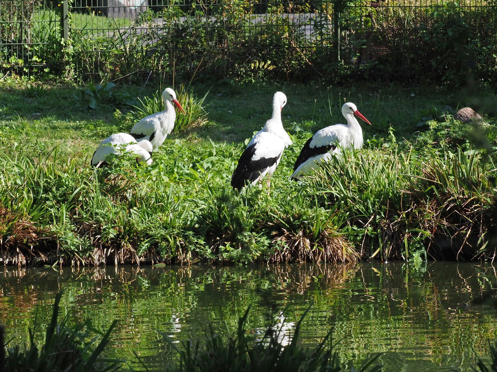 1740512701Bild 104 Weißstorch.JPG